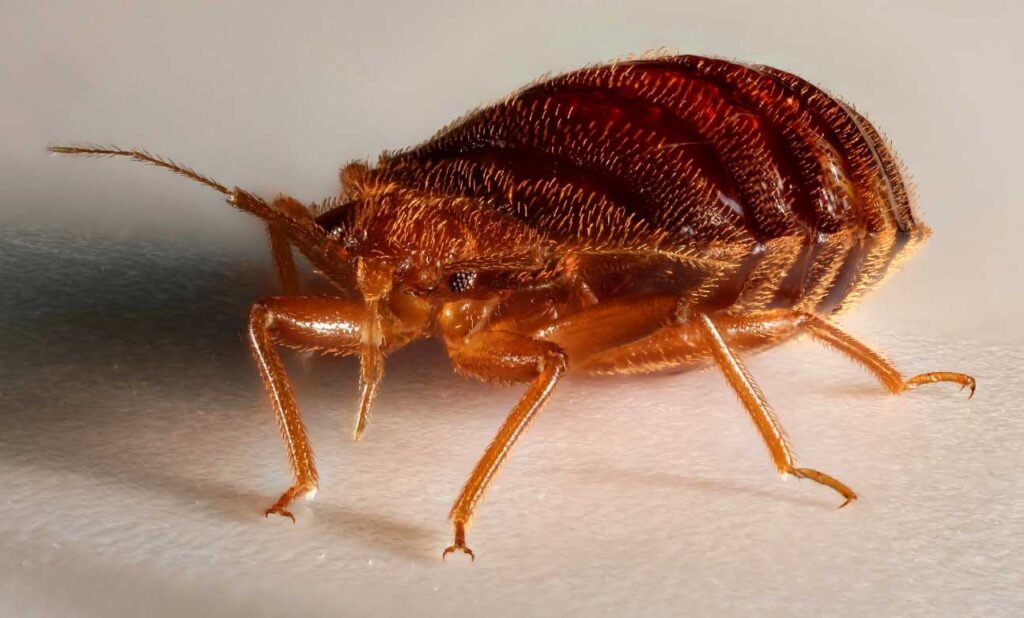 Ce que détestent les punaises de lit